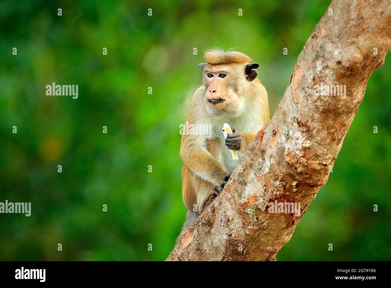 Toque macaque, Macaca sinica, Affe mit Abendsonne, sitzend auf dem Ast des Baumes. Makaken im Naturlebensraum, Wilpattu NP, Sri Lanka. Wildtierszene f Stockfoto