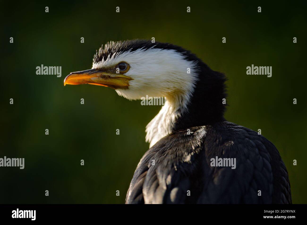Little Pied Cormorant, Microcarbo melanoleucos, Wasservögel aus Australien. Detail Porträt von Kormoran mit Rücksonne Licht während des Abends. Wildtiere s Stockfoto