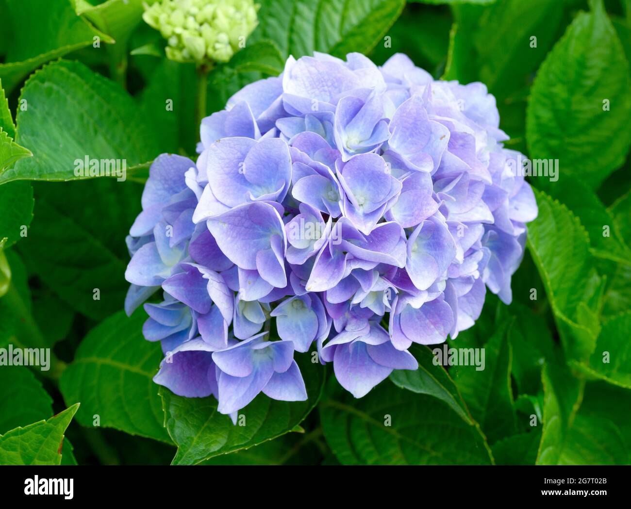 Blau und Mauve Blumen auf einem Hydrangea-Strauß Stockfoto