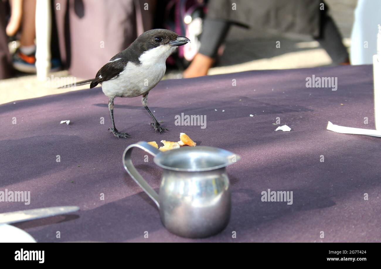 Ein opportunistischer Fiskalwürger, der nach Leckerbissen auf dem Tisch sucht Stockfoto