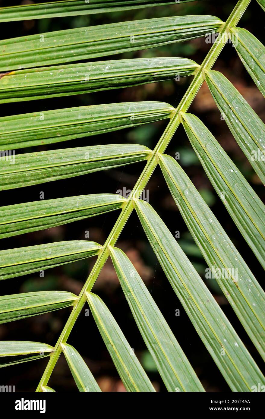 Palmenblatt (Detail), Minas Gerais, Brasilien Stockfoto