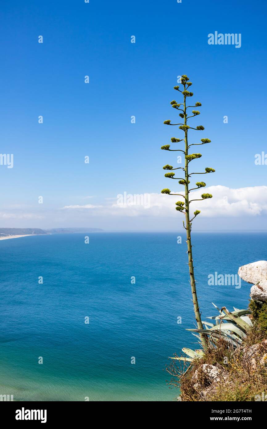 Meerblick vom Miroudouro do Suberco in Sitio de Nazare aus mit einer blühenden Agavenpflanze im Vordergrund Stockfoto