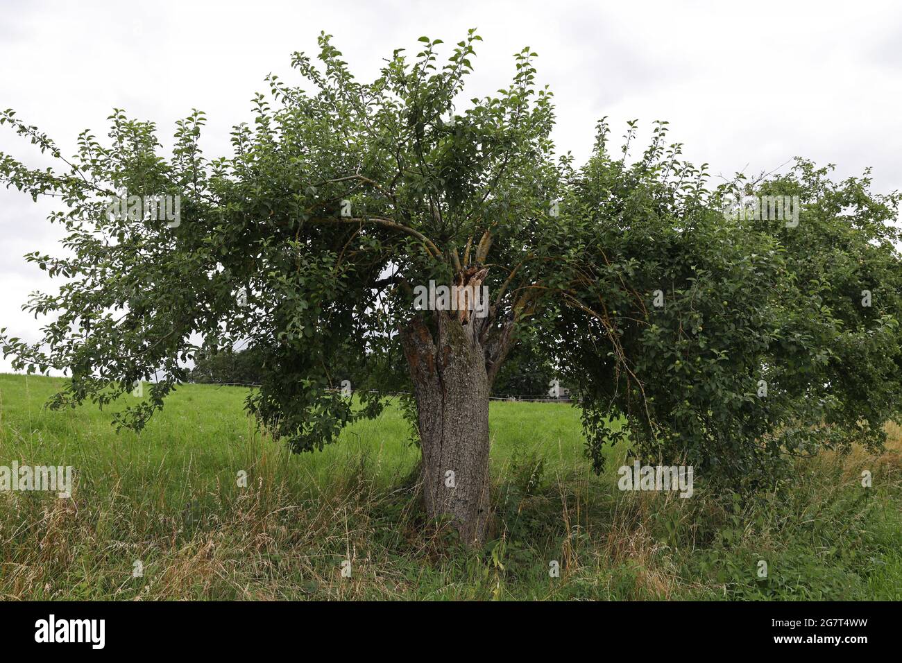 Alter Birnenbaum mit jungen Triebe an der Straße. Stockfoto
