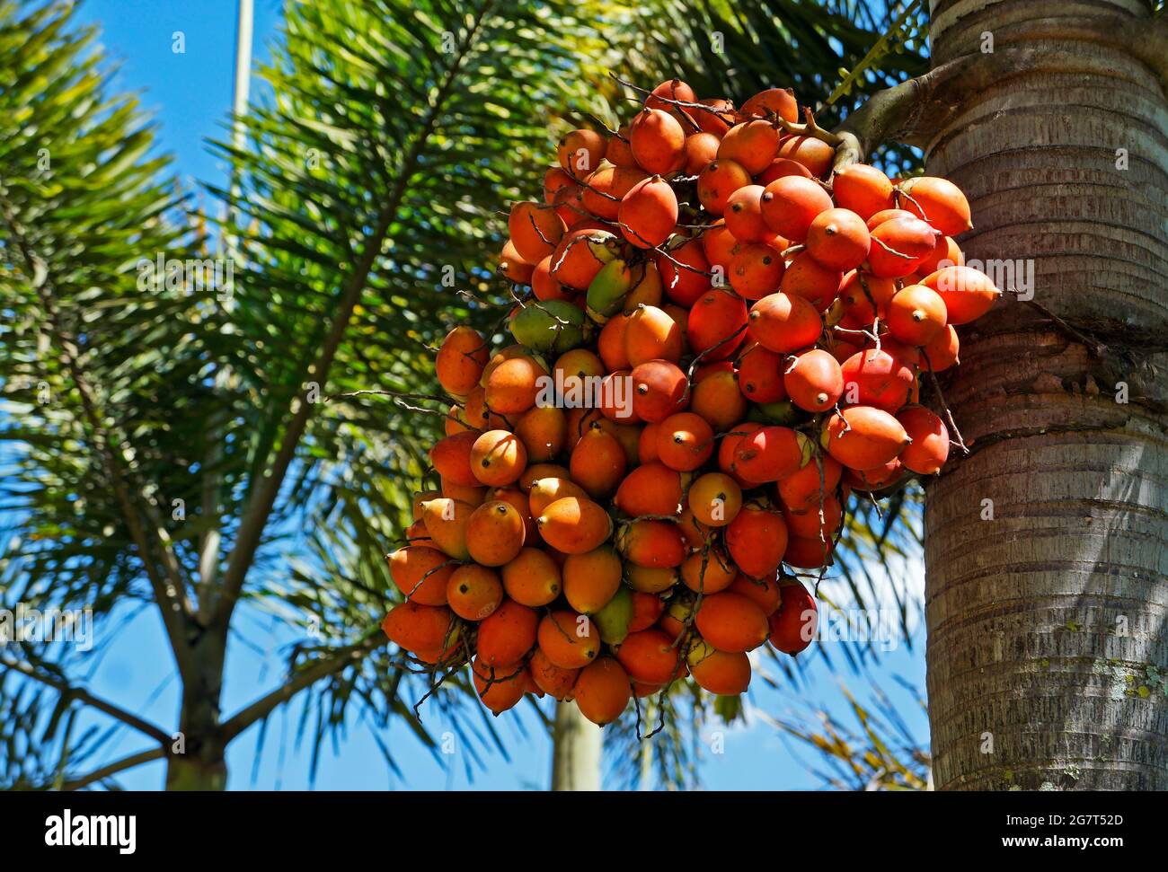 Orangefarbene Palmenfrüchte, Minas Gerais, Brasilien Stockfoto