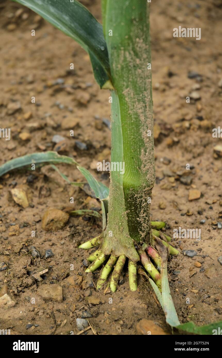 Nahaufnahme von Korswurzeln von Maispflanzen (Zea mays), Maisstielen, die auf einem landwirtschaftlichen Feld auf dem Land in Deutschland, Europa, wachsen Stockfoto