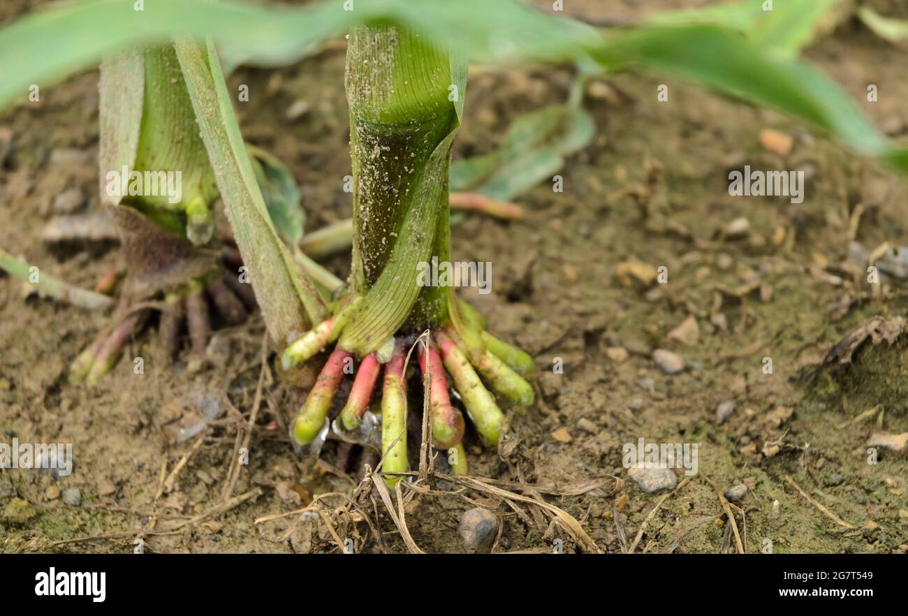 Nahaufnahme von Korswurzeln von Maispflanzen (Zea mays), Maisstielen, die auf einem landwirtschaftlichen Feld auf dem Land in Deutschland, Europa, wachsen Stockfoto