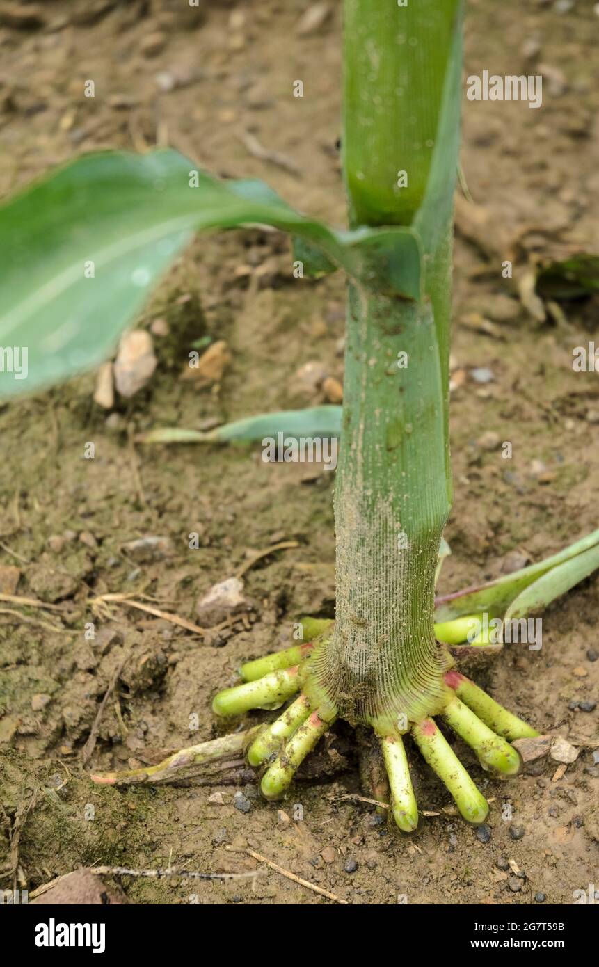 Nahaufnahme von Korswurzeln von Maispflanzen (Zea mays), Maisstielen, die auf einem landwirtschaftlichen Feld auf dem Land in Deutschland, Europa, wachsen Stockfoto