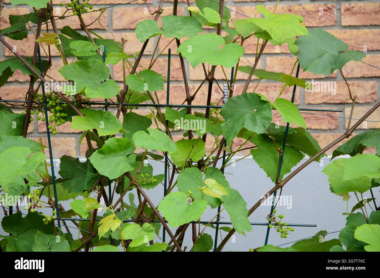 Vitis vinifera, junge grüne gemeinsame Weinrebenblätter, Weinrebenpflanze im Garten Stockfoto