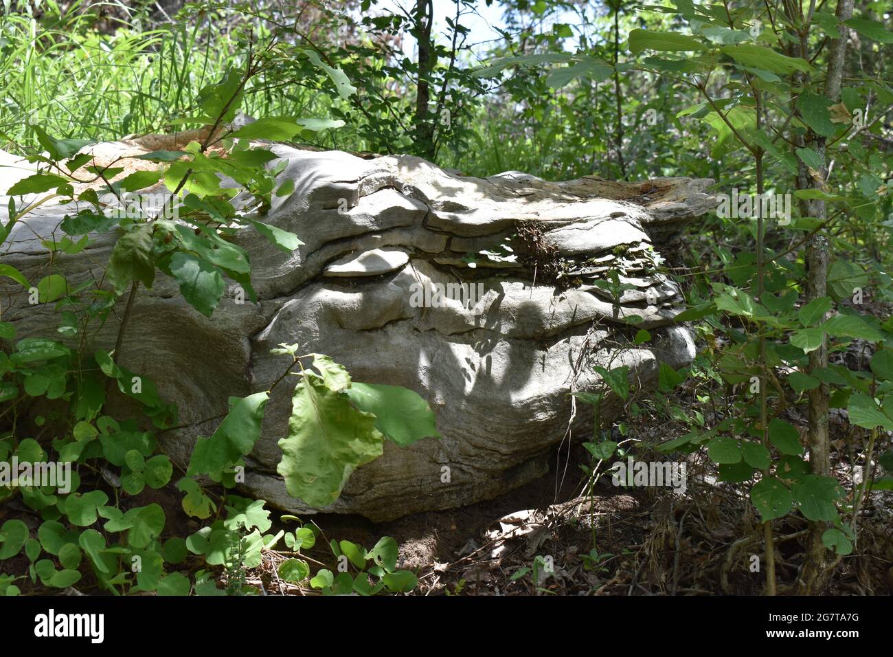 Whale Stone - Kalkstein, der vom Wetter erodiert wurde und einem Walkopf ähnelt Stockfoto