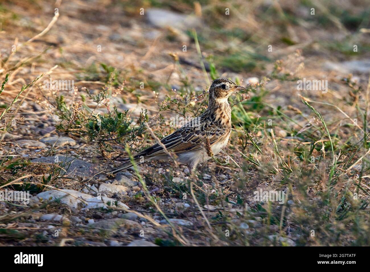 (Alaudidae) sind eine Familie von Singvögeln in der Ordnung Passeriformes, die 92 Arten mit mittlerer oder kleiner Größe umfasst. Stockfoto