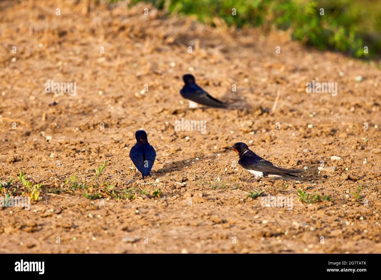 (Hirundo rustica) ist ein wandernder, insektenfressender Vogel der Ordnung Passeriformes Stockfoto