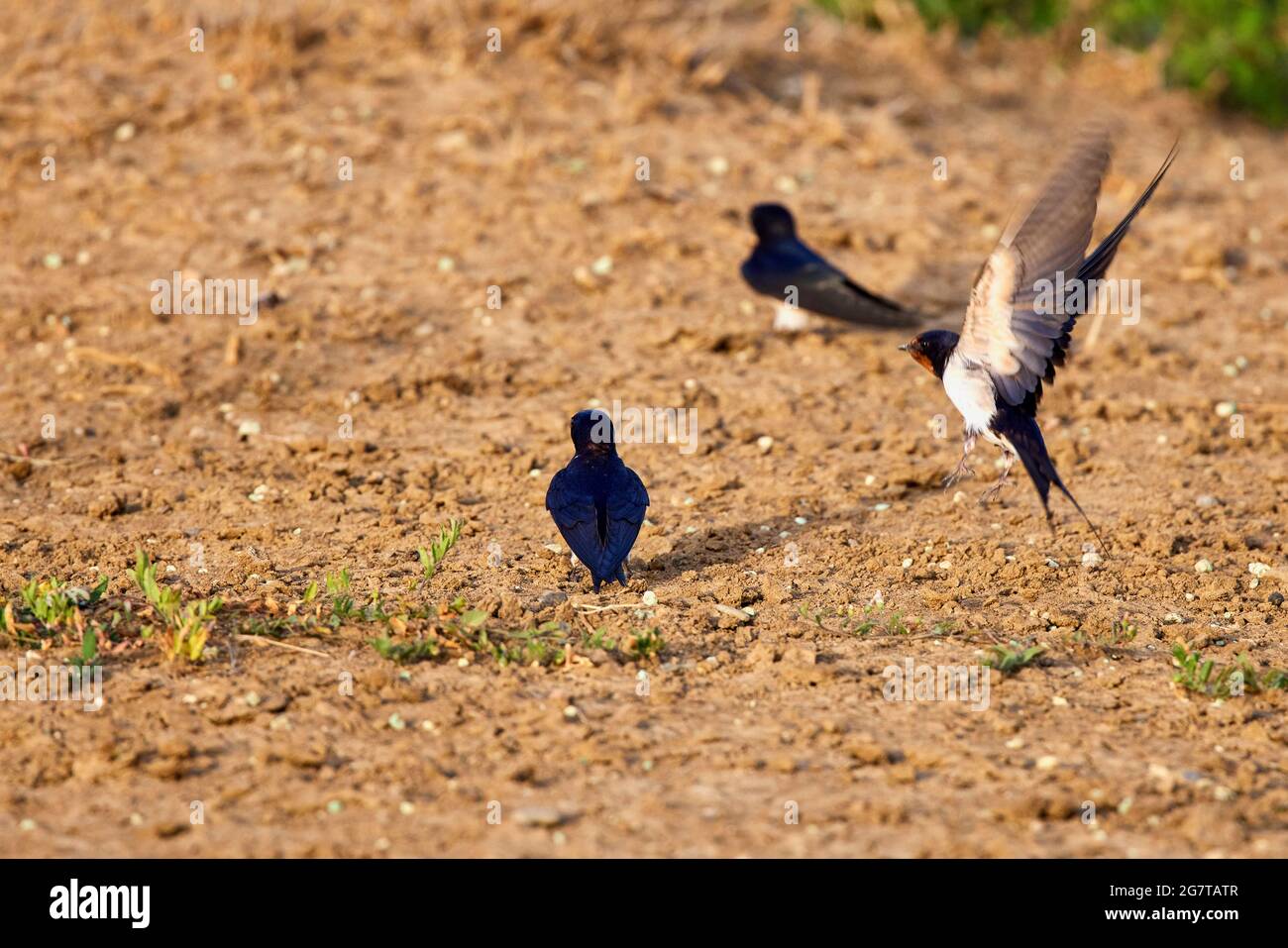 (Hirundo rustica) ist ein wandernder, insektenfressender Vogel der Ordnung Passeriformes Stockfoto