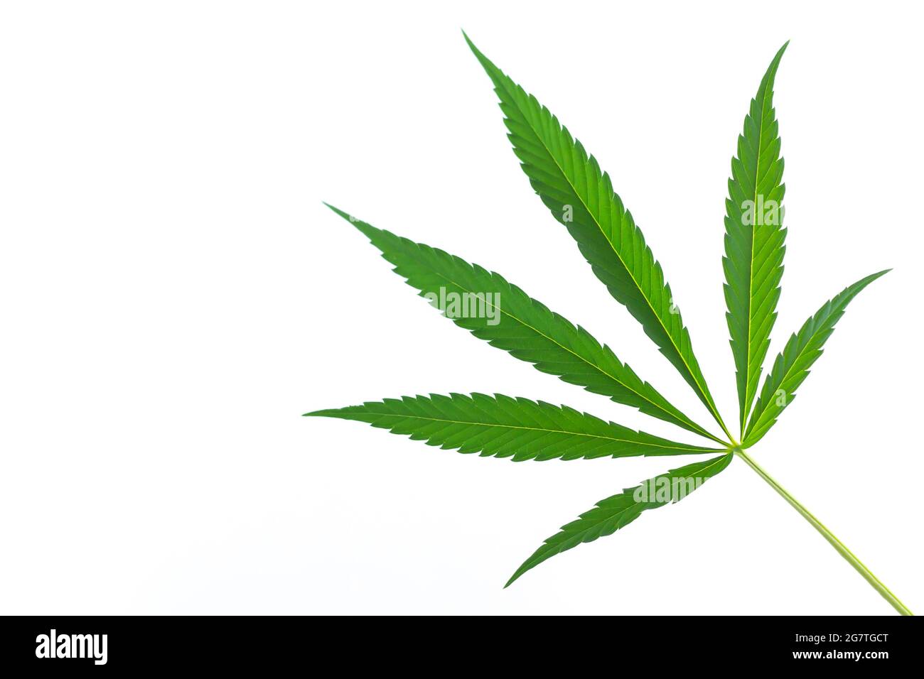 Hanf oder Cannabis Einzelblatt isoliert auf weißem Hintergrund Stockfoto