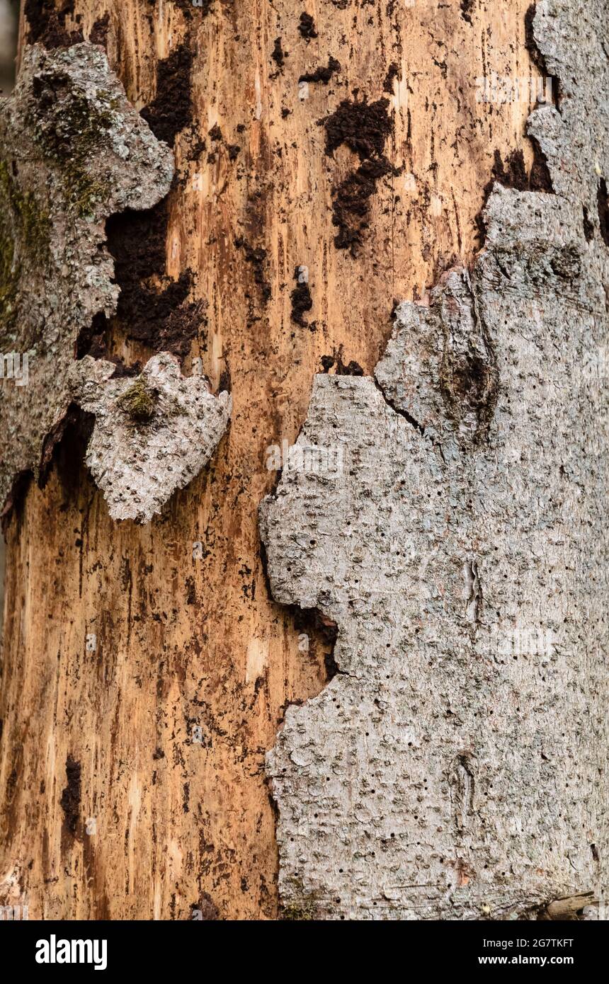 Beschädigte Bäume und Rinde, Schädling befallen durch Rindenkäfer (Scolytinae) in Westerwald, Deutschland, Rheinland-Pfalz, Europa Stockfoto