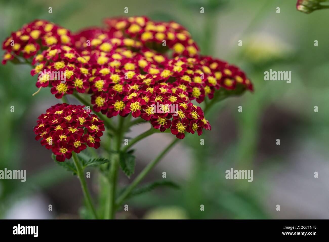 Rote Schafgarbe blüht in Blüte Stockfoto