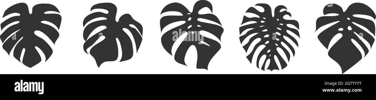 Satz von Monstera-Blättern isoliert auf weißem Hintergrund, Vektorgrafik Stock Vektor
