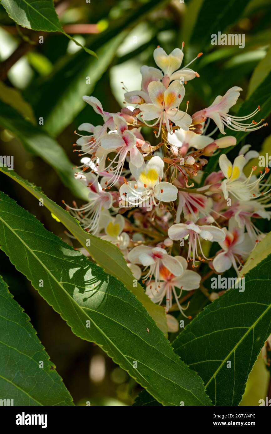 Schöne Aesculus indica, indische Rosskastanie, Blüten in Nahaufnahme, natürliches Blütenportrait Stockfoto