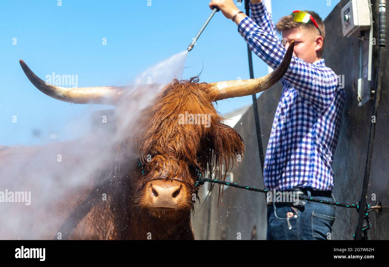 Great Yorkshire Show, Harrogate, Yorkshire, 16. Juli 2021, Großbritannien, Matthew Iceton aus Eggleston, Co. Durham, kühlte seine Highland Cow ab, Margaret 4. Von Naht, nachdem die drei Jahre alte Kuh bei der Great Yorkshire Show, Harrogate, in der brüllenden Hitze den 2. Preis gewonnen hatte, Bei der über 4 Tage rund 100,000 Menschen an der Show teilnahmen, was aufgrund der Covid-19-Verordnungen um etwa die Hälfte der normalen Kapazität reduziert wurde. Quelle: Wayne HUTCHINSON/Alamy Live News Stockfoto