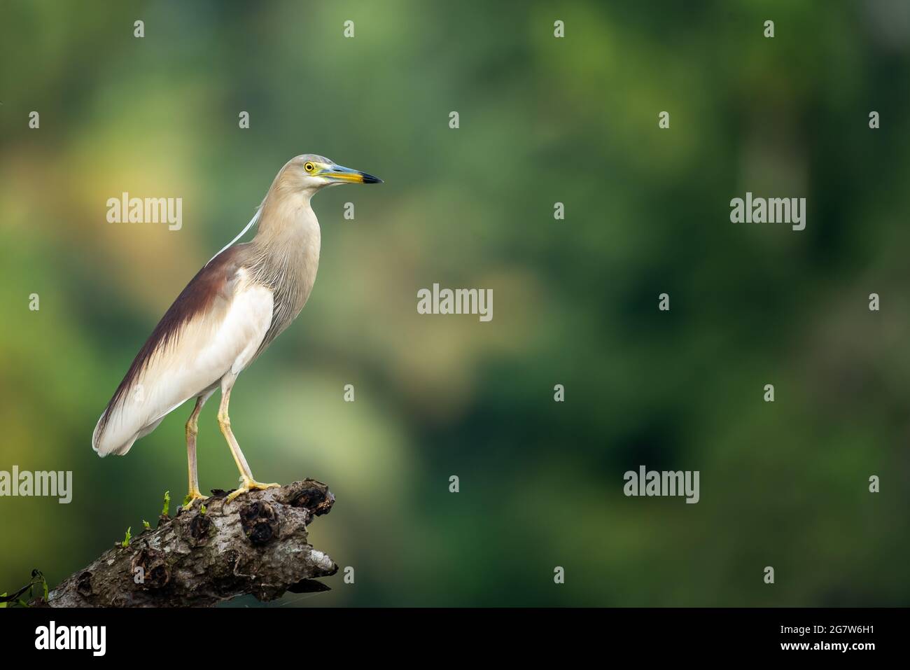 Indian Pond Reiher im Brutgefieder Stockfoto