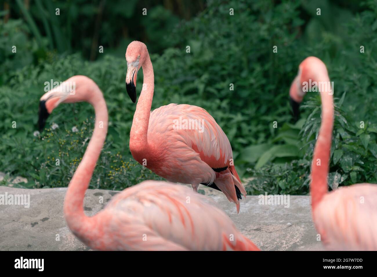 Drei amerikanische Flamingos, Phoenicopterus ruber, konzentrierten sich auf den einen von ihnen, mit seiner Silhouette deutlich gegen dunkleren Hintergrund geschnitten. Das einzige Flamin Stockfoto