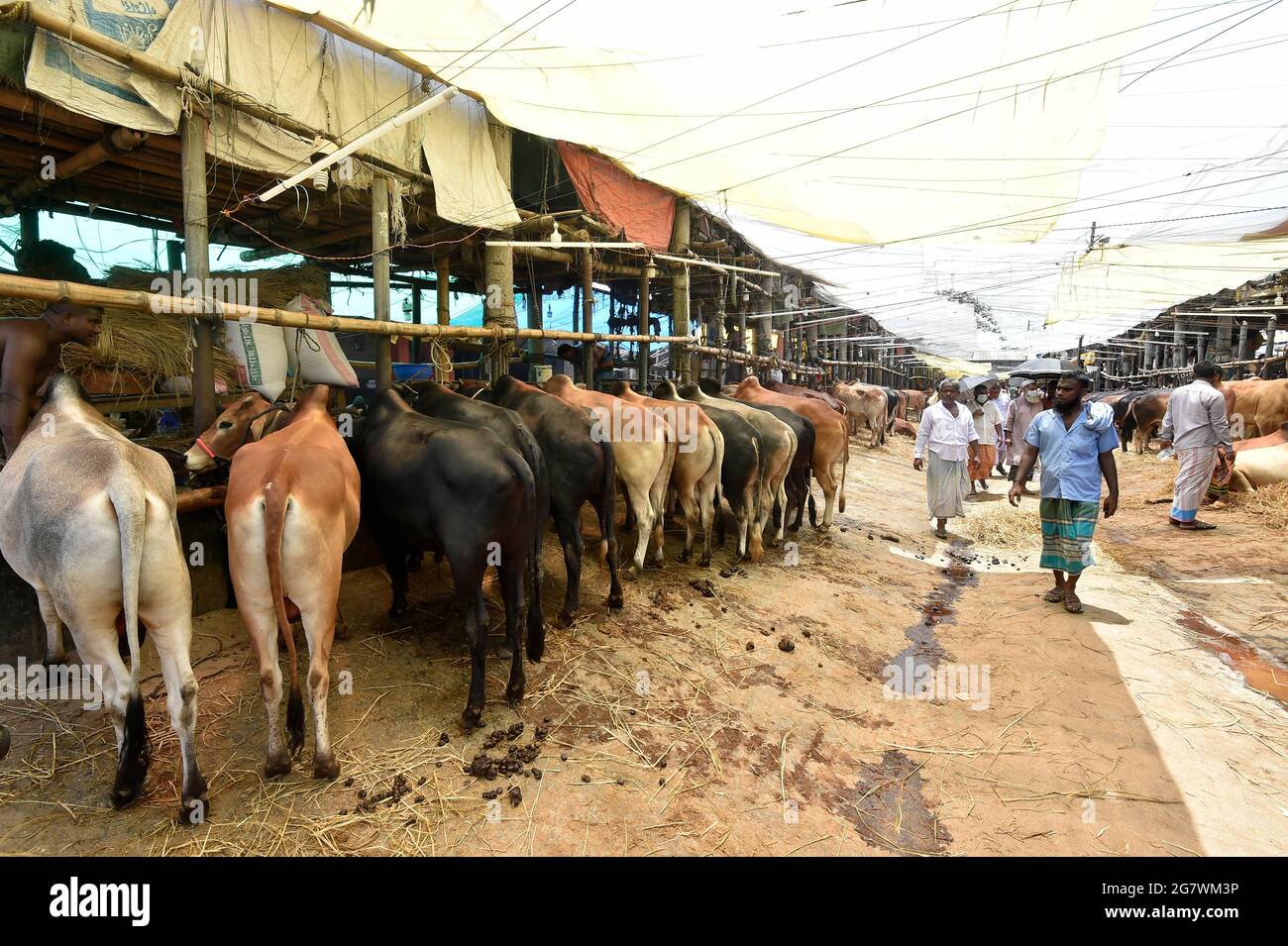 (210716) -- DHAKA, 16. Juli 2021 (Xinhua) -- das Foto vom 15. Juli 2021 zeigt Opfertiere auf einem Markt vor Eid al-Adha in Dhaka, Bangladesch. (Xinhua) Stockfoto