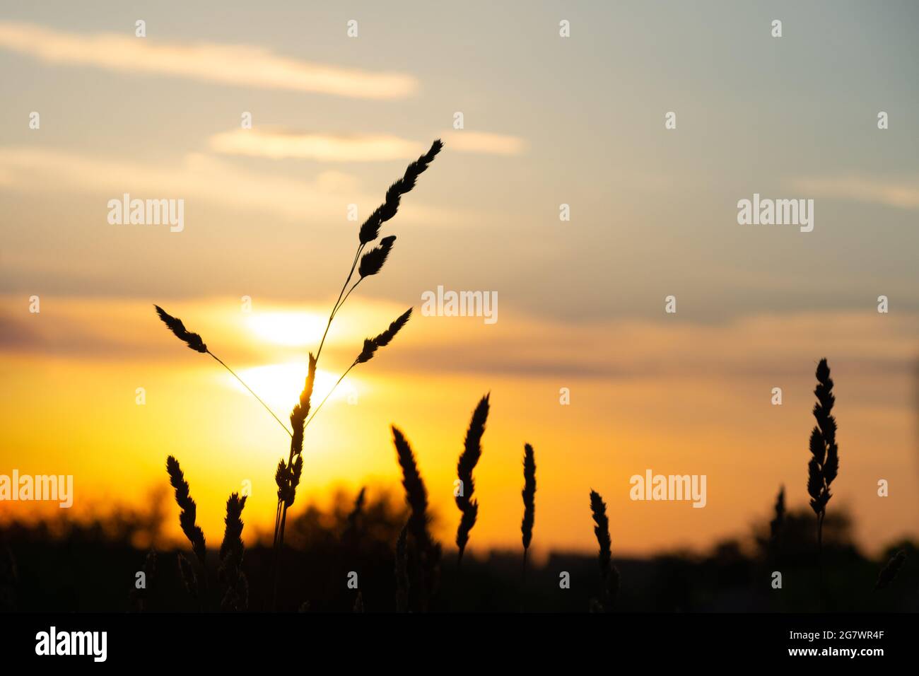 Schöne Sommersonnenaufgangssonne, warme Sommerstimmung. Stockfoto