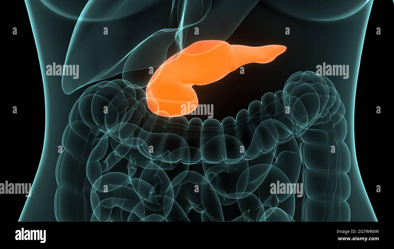 Pankreas ein Teil der Anatomie des menschlichen Verdauungssystems. 3D Stockfoto