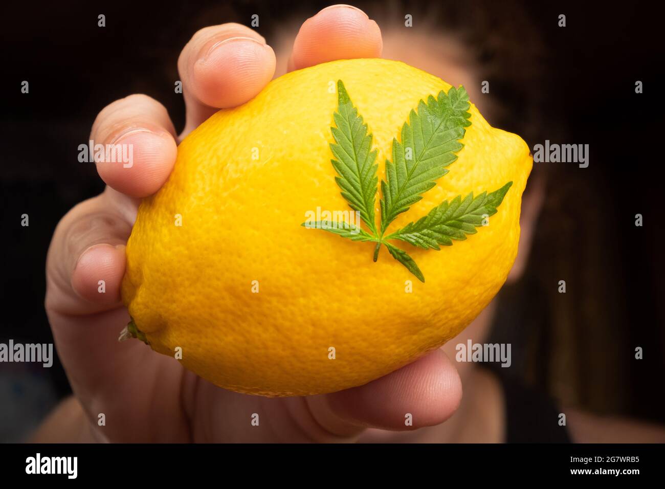 Zitrone mit Marihuana-Blatt in der Hand Nahaufnahme, Cannabissorte mit Zitronengeschmack. Stockfoto