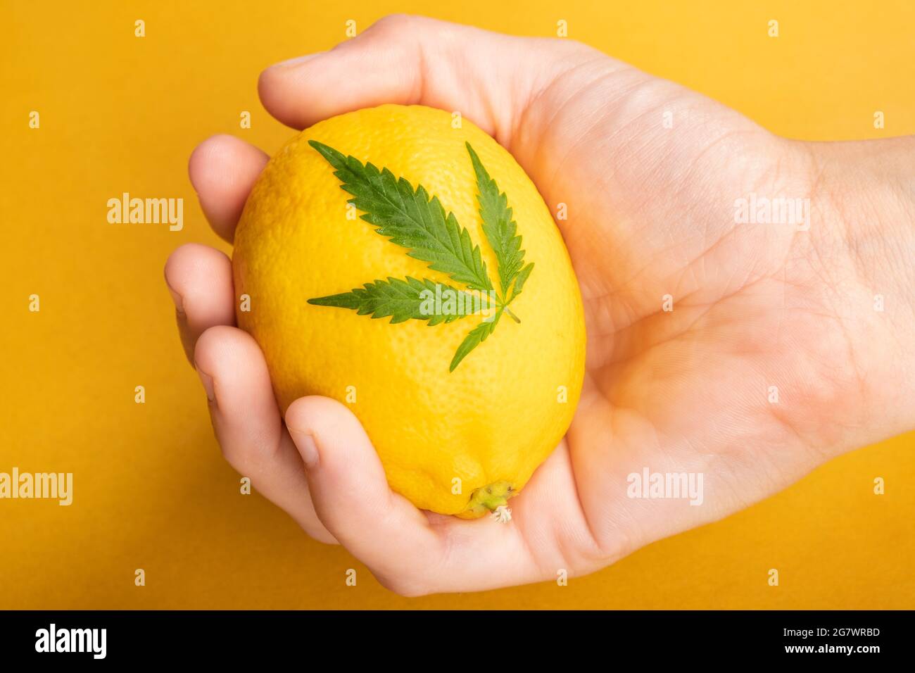 Hand mit Zitrone und Cannabisblatt auf gelbem Hintergrund. Stockfoto