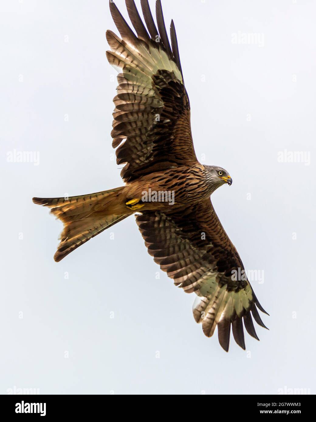 Red Kite (Milvus milvus), der im Gigrin Farm Red Kite Fressing Centre in Wales, Großbritannien, über das Gras kreist. Stockfoto