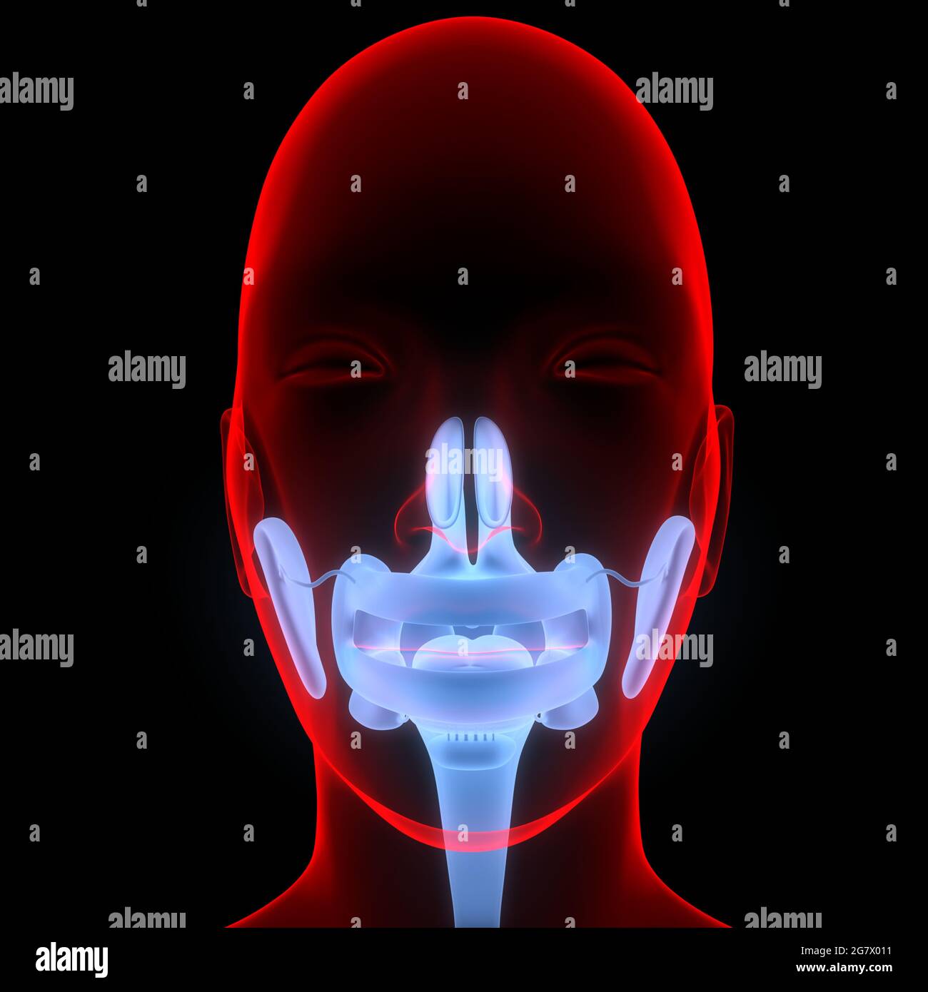 Anatomie Des Menschlichen Verdauungssystems Im Mund. 3D Stockfoto