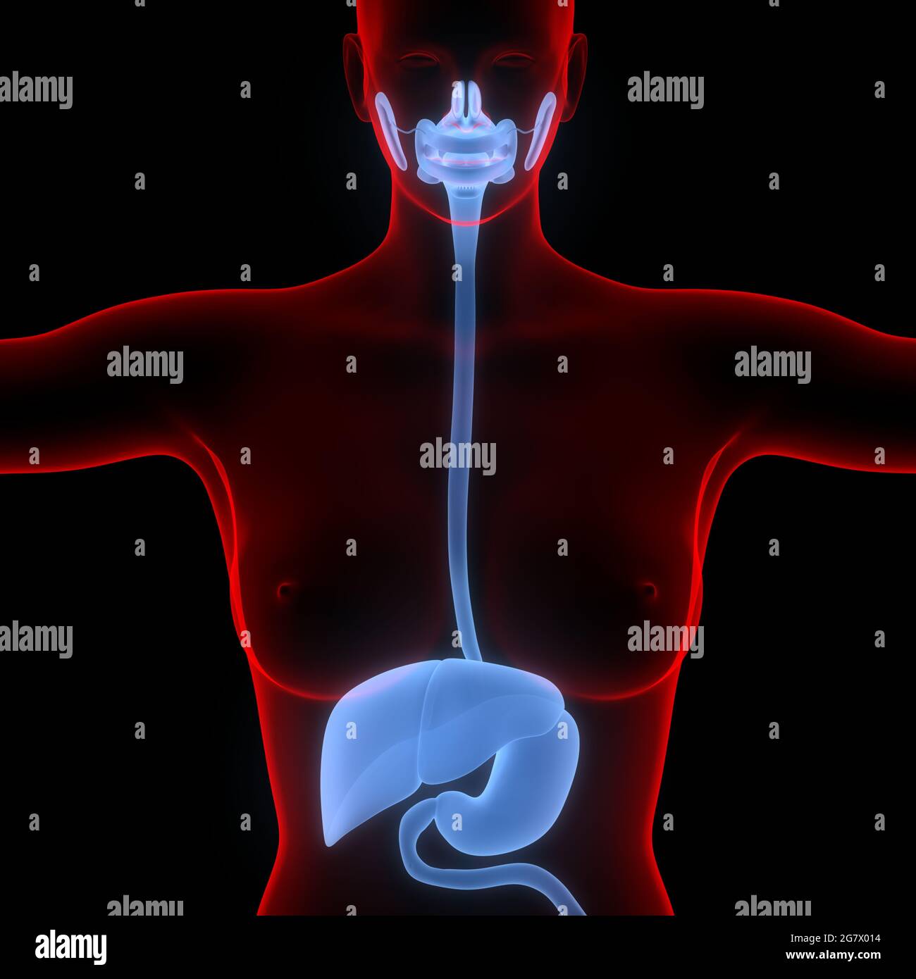 Anatomie Des Menschlichen Verdauungssystems Im Mund. 3D Stockfoto