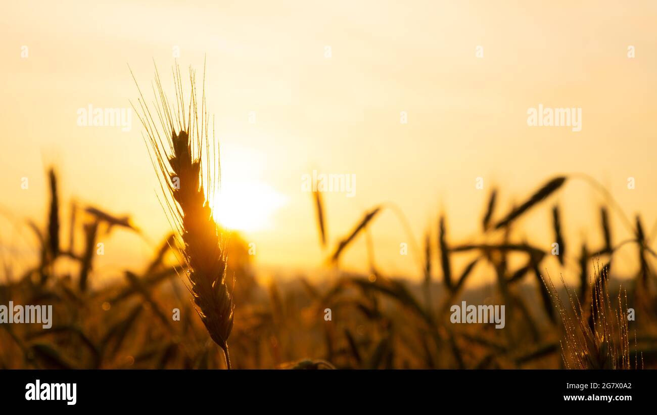 Weizenspikeletts aus nächster Nähe in den Strahlen der gelben warmen Sonne bei Sonnenaufgang, Sonnenaufgang über einem Weizenfeld auf dem Land. Stockfoto