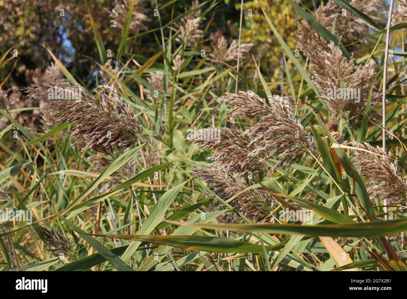 Hohe Gräser werden im Herbst im Hastings Forest Preserve in Volo, Illinois, USA, Samen säen Stockfoto