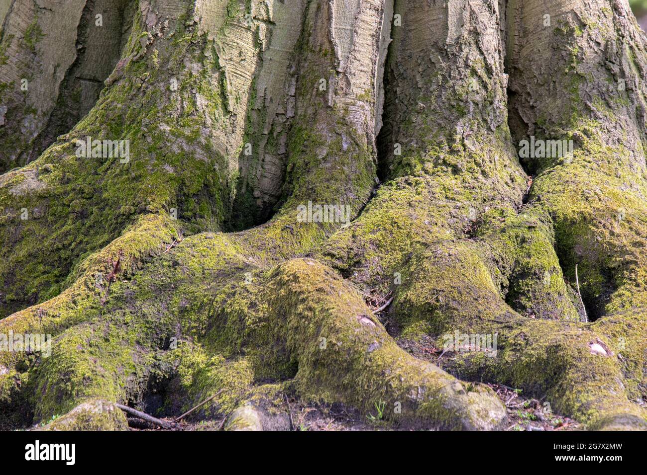 Stausee Fagus Sylvatica Baum Mit Meripilus Giganteus Pilz In Amsterdam, Niederlande 12-4-2021 Stockfoto