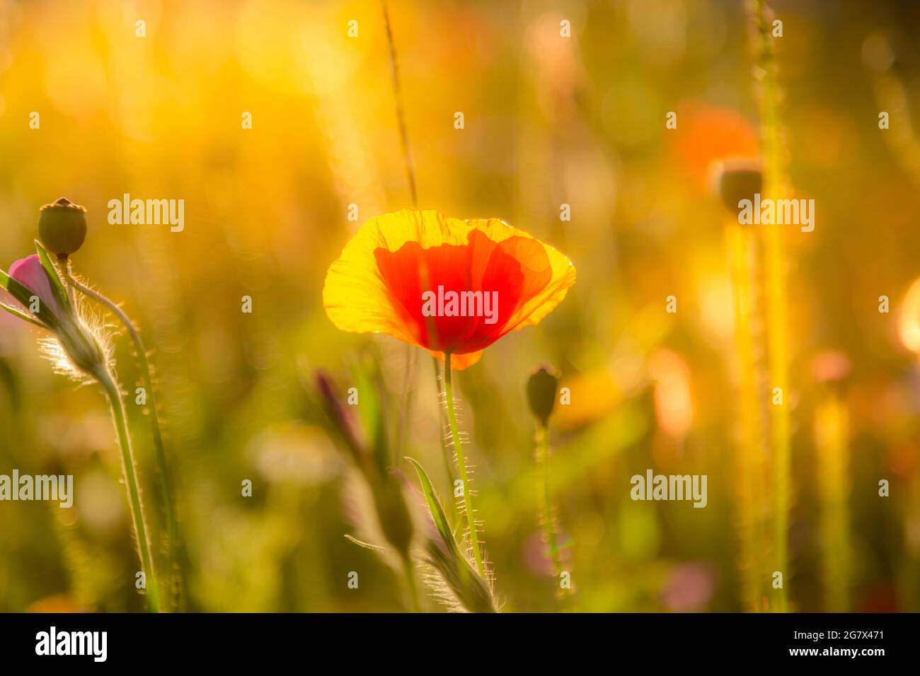 Mohn im späten Sonnenschein Stockfoto