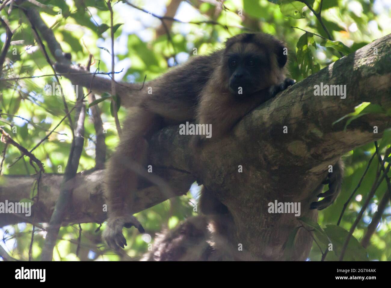 Brüllaffe oder Caraya (Alouatta caraya) in Esteros del Ibera, Argentinien Stockfoto