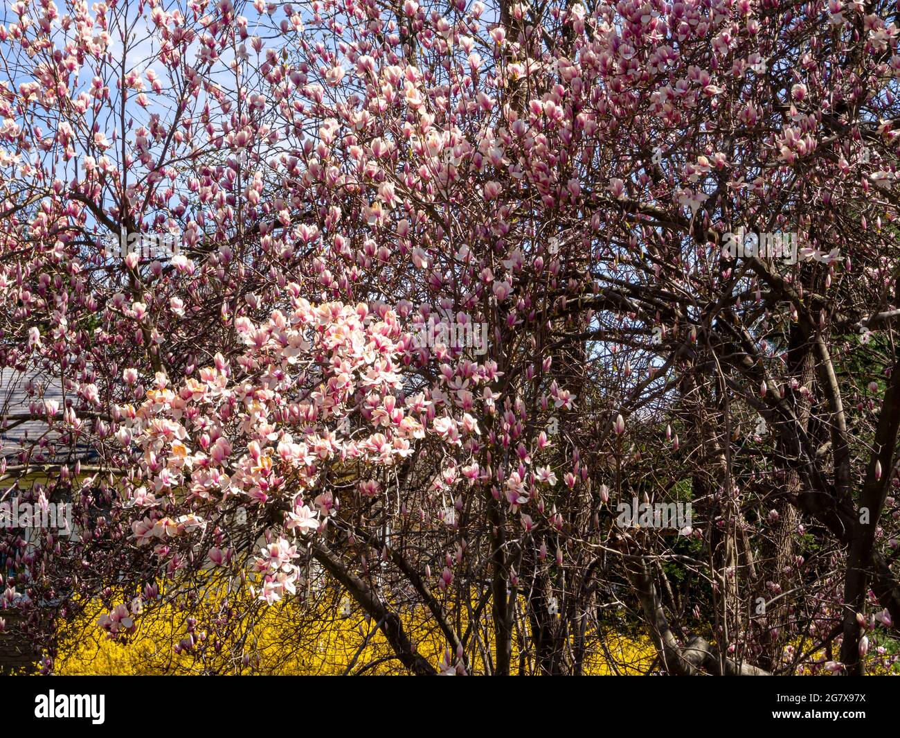 Nahansicht des im April in voller Blüte im amerikanischen Nordosten blühenden Magnolienbaums Stockfoto