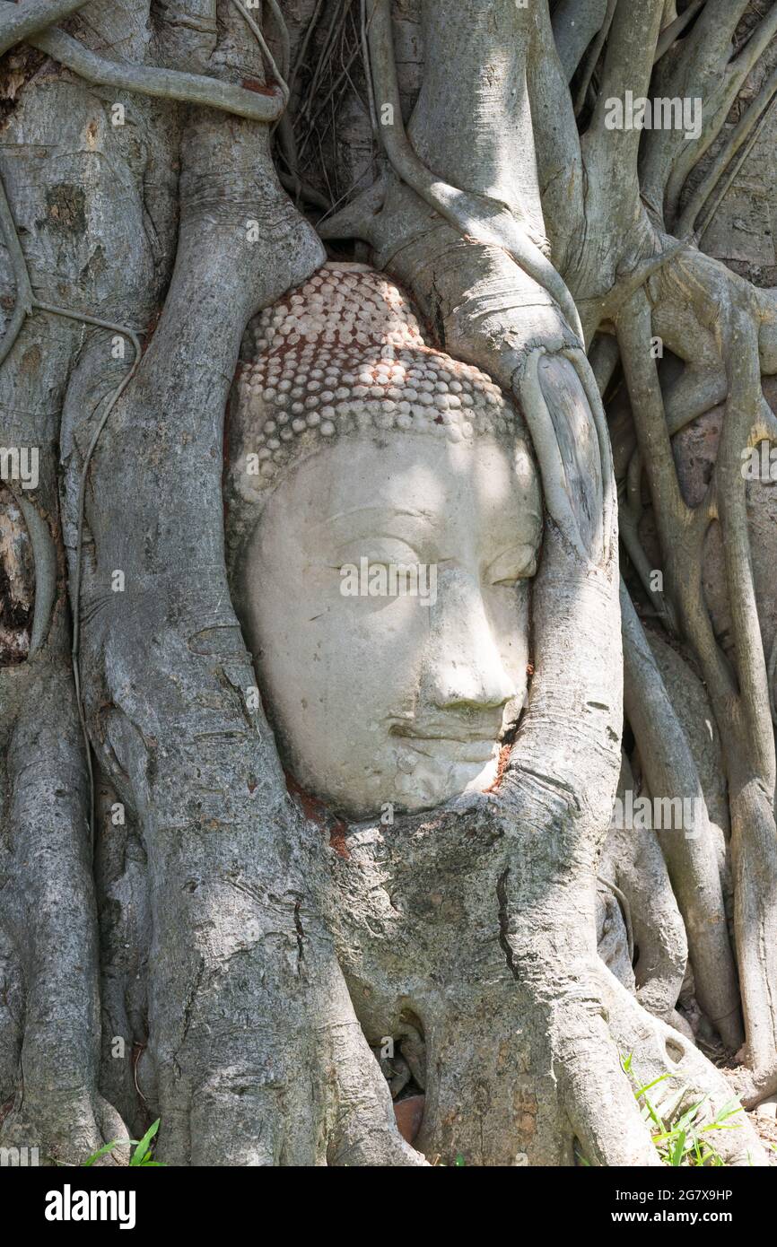 Wunder der Natur, der Kopf des Sandstein-buddha-Bildes in Baumwurzeln. Stockfoto