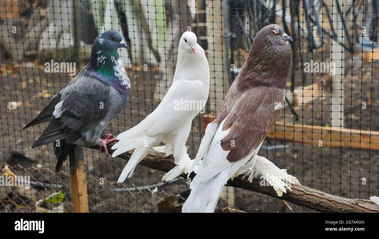 Dekorative Tauben verschiedener Rassen Farben mit zotteligen Pfoten auf einem Bauernhof im Käfig. Schöne Originale verschiedene Arten züchten Tauben. Spezielles Gefieder. Stockfoto