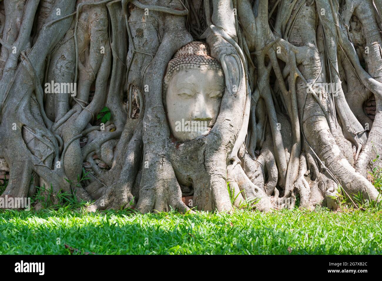 Wunder der Natur, der Kopf des Sandstein-buddha-Bildes in Baumwurzeln. Stockfoto