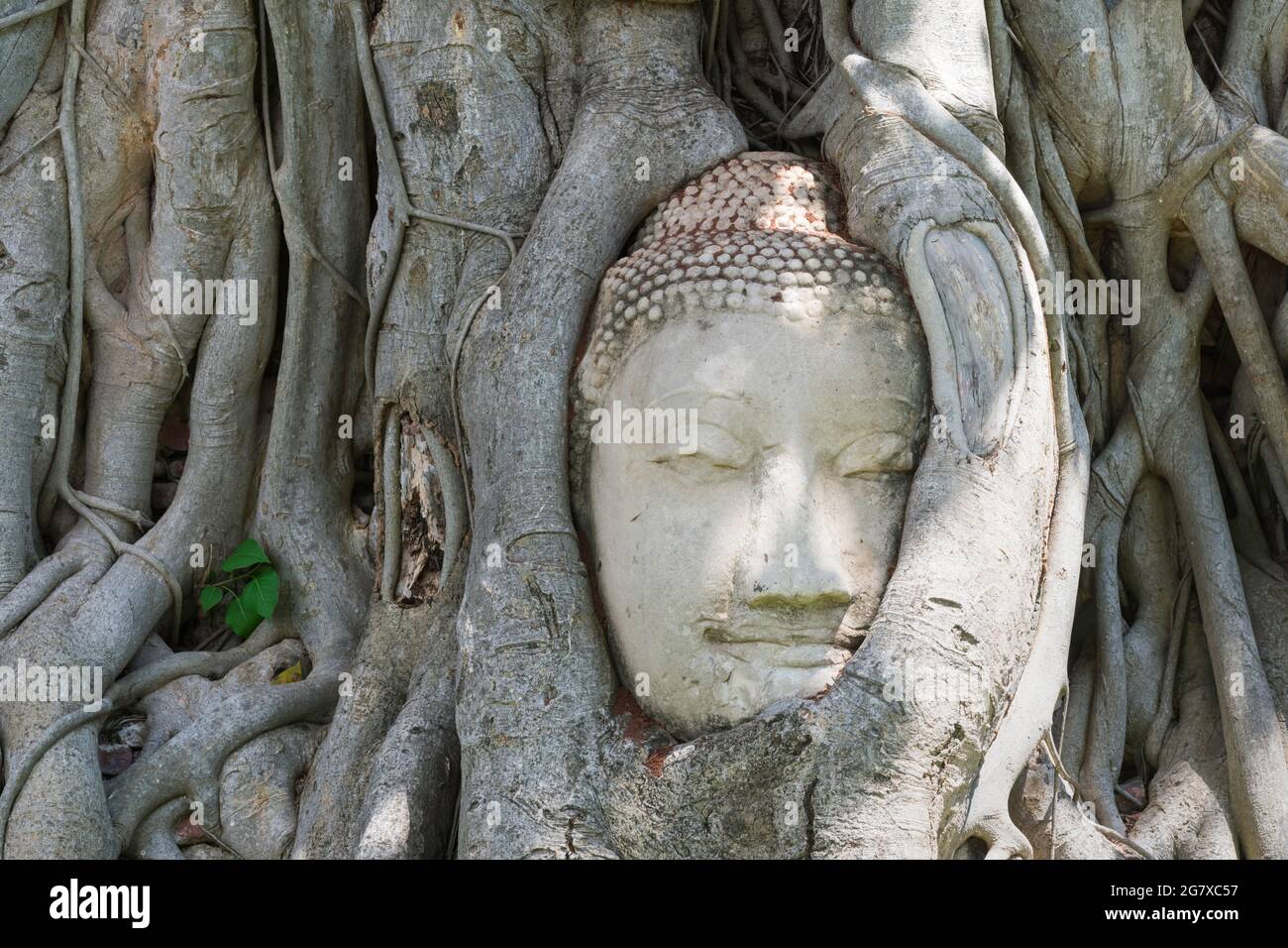 Wunder der Natur, der Kopf des Sandstein-buddha-Bildes in Baumwurzeln. Stockfoto