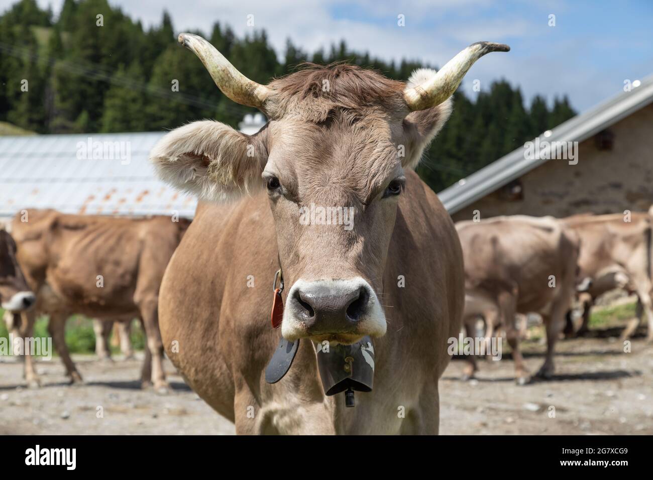 Braune Kuh mit Hörnern auf einem schweizer Hof Stockfoto