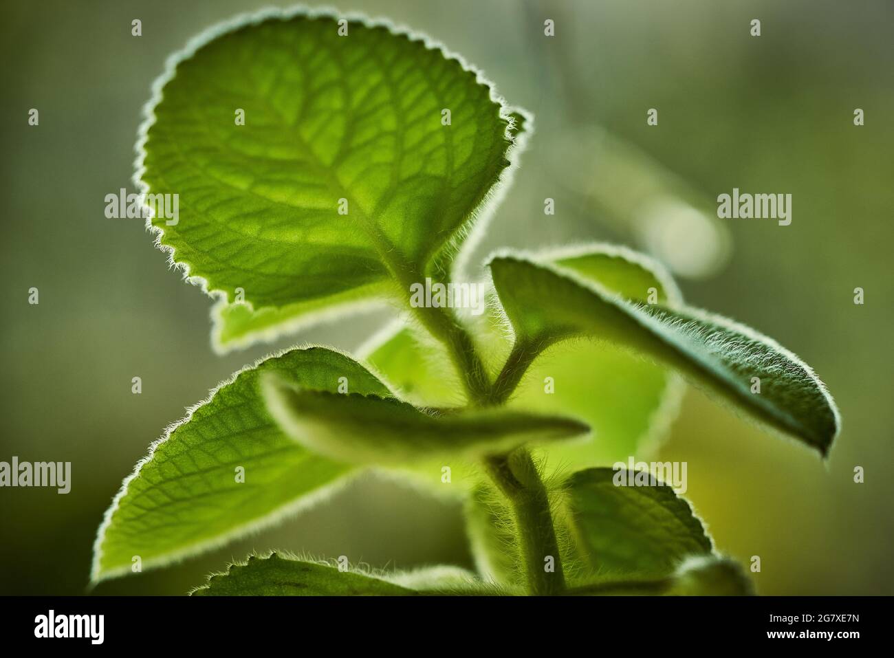 Kleine hellgrüne Pflanze mit Denkhaaren am Stamm und an den Blättern Stockfoto