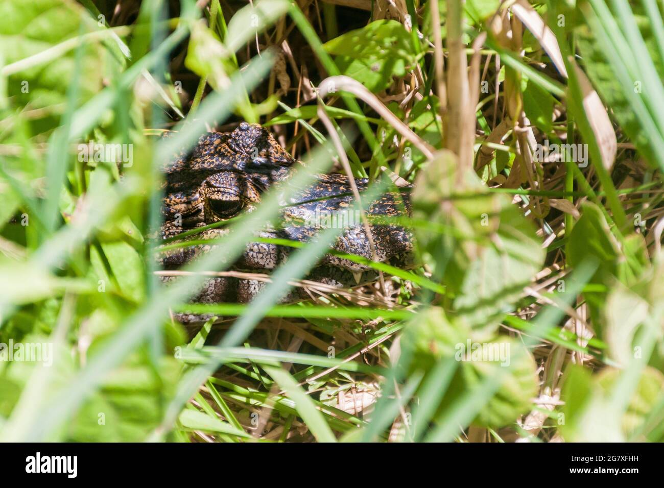 Yacare caiman (Caiman yacare) in Esteros del Ibera, Argentinien Stockfoto