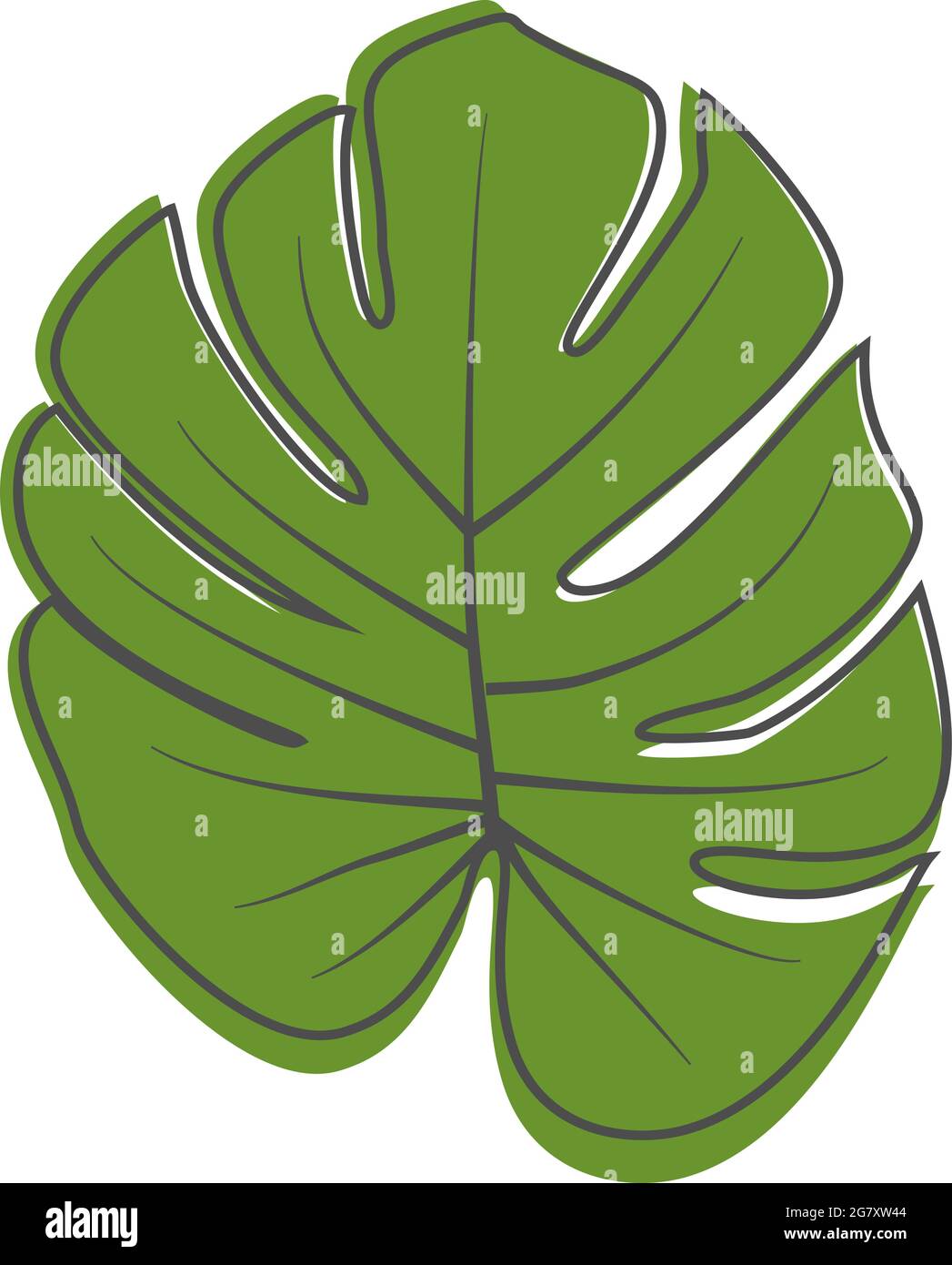 Grünes Monstera tropisches Blatt isoliert auf weißem Hintergrund, Vektorgrafik Stock Vektor