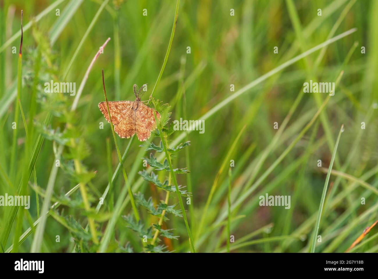Gewöhnliche Heidemotte - Ematurga atomaria, gewöhnliche braune Motte aus europäischen Wiesen und Grasland, Weiße Kaprathen, Tschechische Republik. Stockfoto