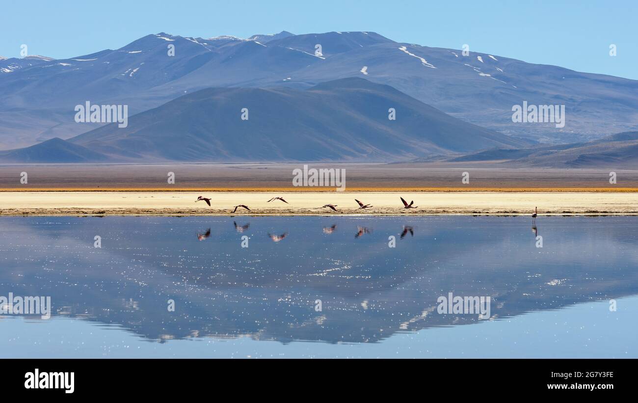 Eine Gruppe von rosa Flamingos, die über einen hochgelegenen See mit vulkanischen Landschaftsreflexionen in den Anden, der Atacama-Wüste, Chile, in der Nähe von Ojos del Salado fliegen Stockfoto