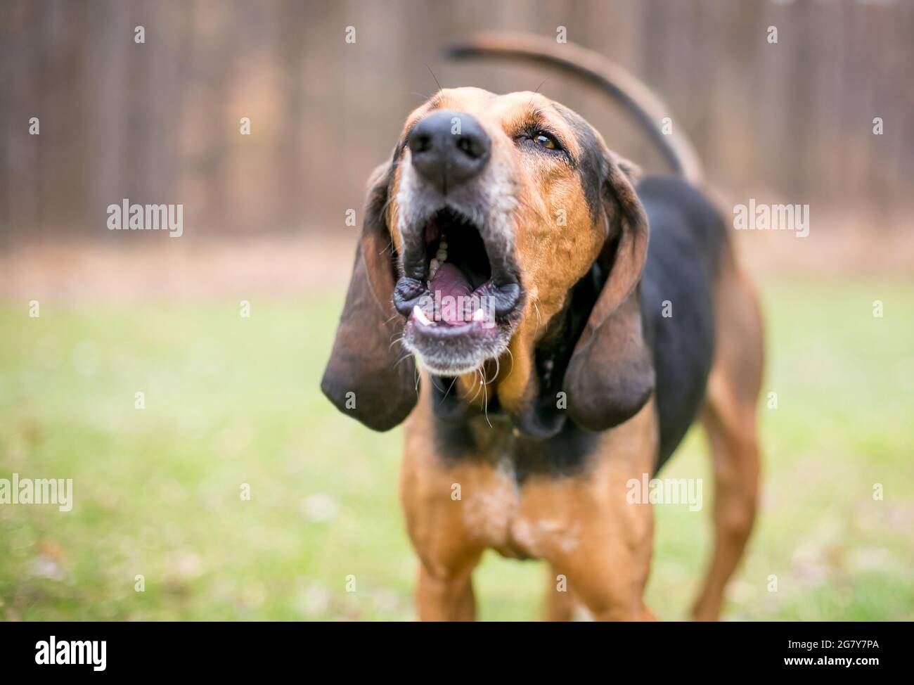 Ein rot-schwarzer Coonhound-Hund, der im Freien bellt oder heult Stockfoto