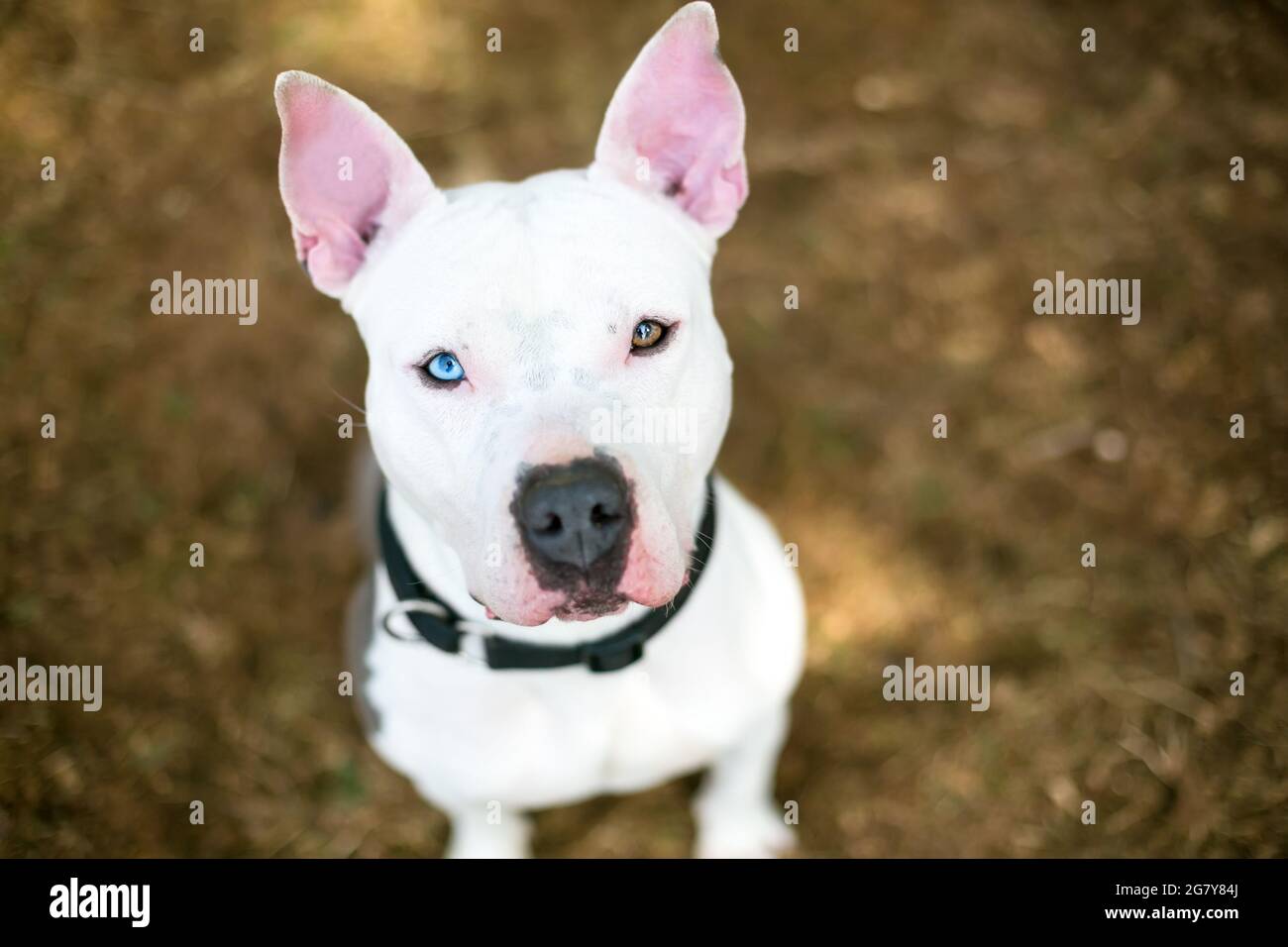 Ein weißer Pit Bull Terrier Mischlingshund mit Heterochromie in den Augen, einem blauen und einem braunen Auge, der zur Kamera aufblickt Stockfoto